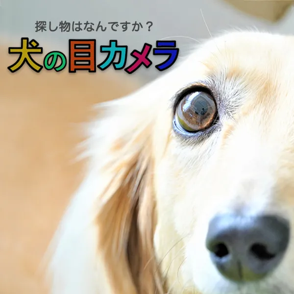 犬の目カメラ 犬の視覚シミュレーションアプリ